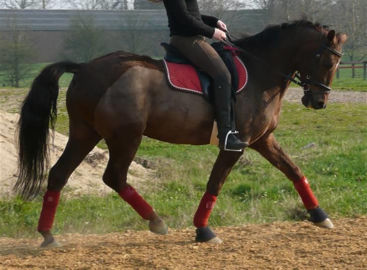 Anden særlig race Montoya<3 - her i rødt :-) billede 13