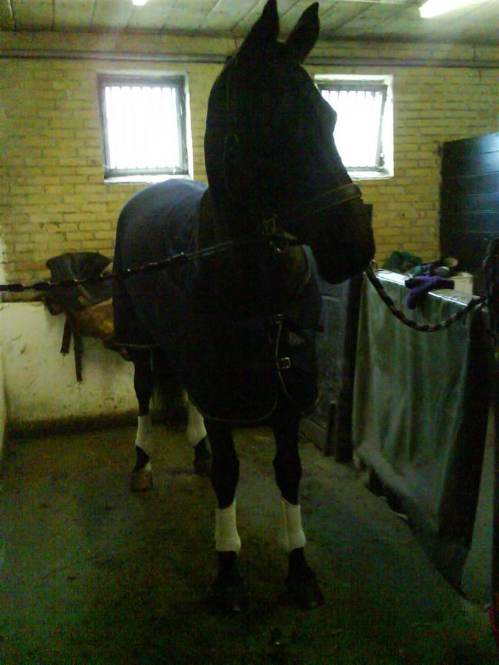 Dansk Varmblod Jakas Rodesia - rodie venter på at blive læsset forbi vi skal til stævne :-D billede 12