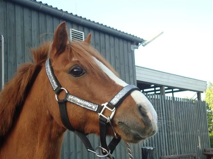 Welsh Mountain (sec A) Arto Déto (R.I.P) :( - Elsker dig! DU ER ALT! ;* <33 billede 18