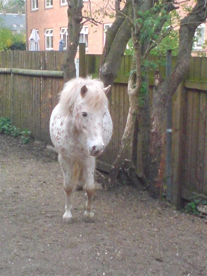 Anden særlig race Snøvsen (rideskolepony) billede 13