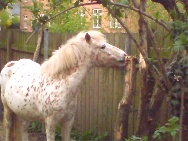Anden særlig race Snøvsen (rideskolepony) - Det træ Smager vildt godt (s han har spist barken af :D) billede 14