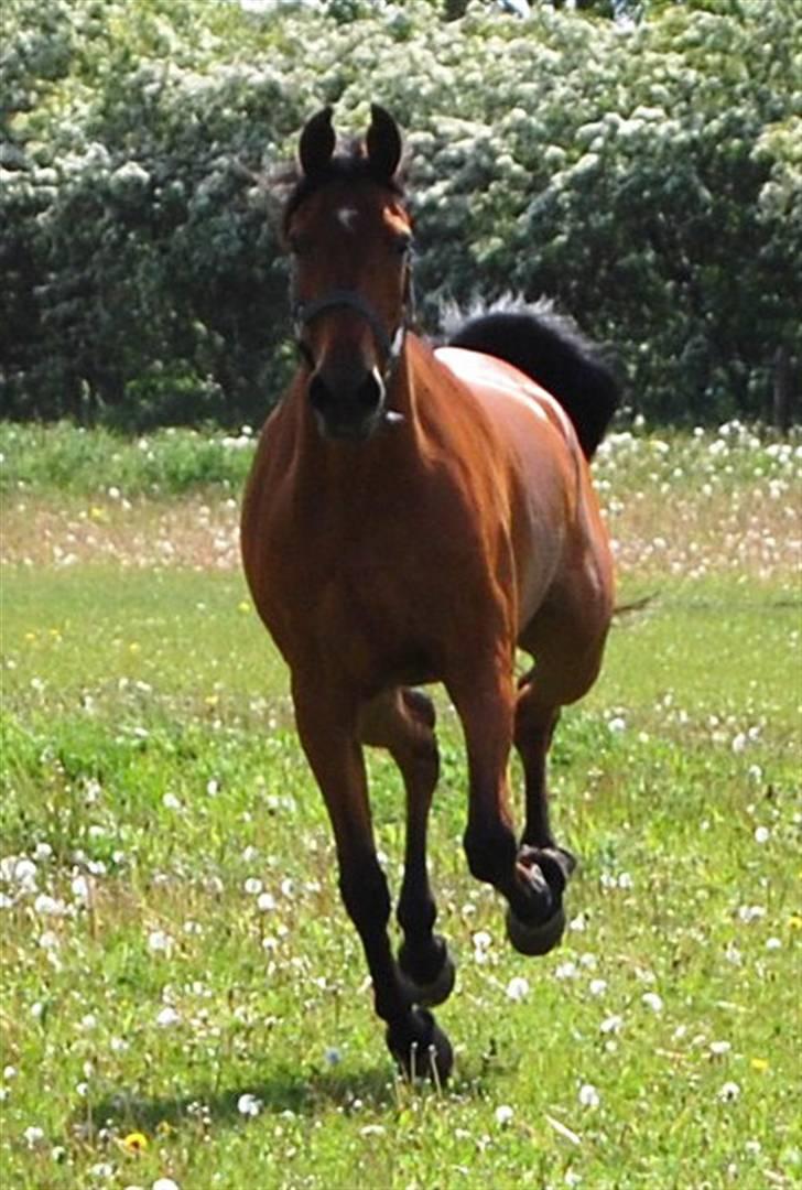Arabisk fuldblod (OX) Malek (Tidligere redet) - "Jeg kommer nuuuu..." billede 20