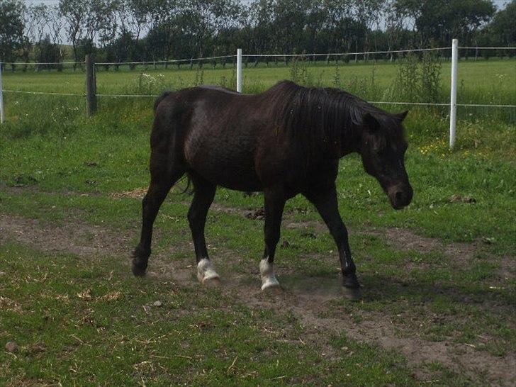 Irsk Sportspony Littel Black Diamond [Altid elsket/ Savnet] - Foto af : Lulu billede 14