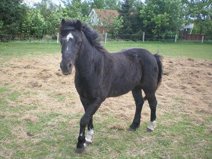 Irsk Sportspony Littel Black Diamond [Altid elsket/ Savnet] - taget  d. 15-05-11 billede 16