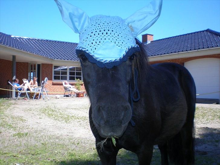 Shetlænder Victoria ( vic ) Himmel pony ( savnet meget ) - er hun ikke kær  .... billede 13