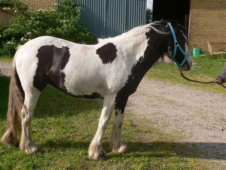 Irish Cob Frydendal's Labhaoise billede 18