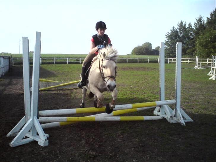 Fjordhest Sunshine Laban - Spring, genoptræning efter længere pause med jordarbejde :-) (foto: Jeanette Mehl) billede 20