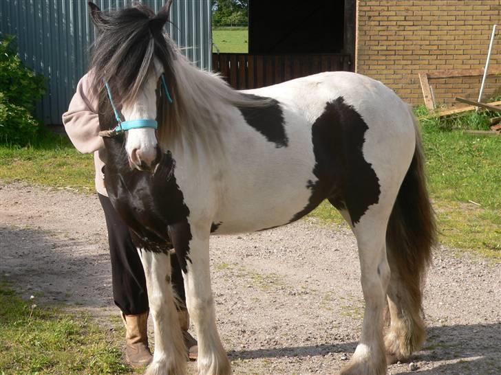 Irish Cob Frydendal's Labhaoise billede 19