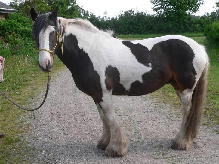 Irish Cob Sweety billede 11