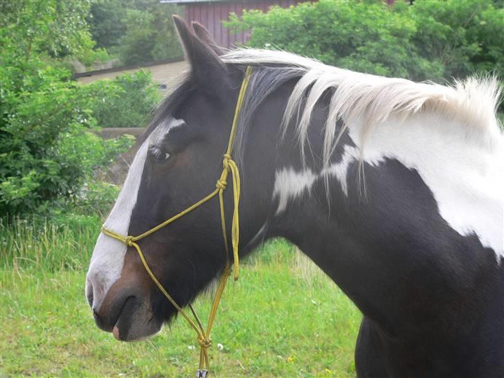 Irish Cob Sweety billede 12