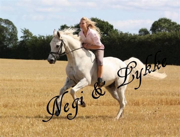 Anglo Araber (AA) Negi [Tidl. part] - vi høre sammen. i; billede 11