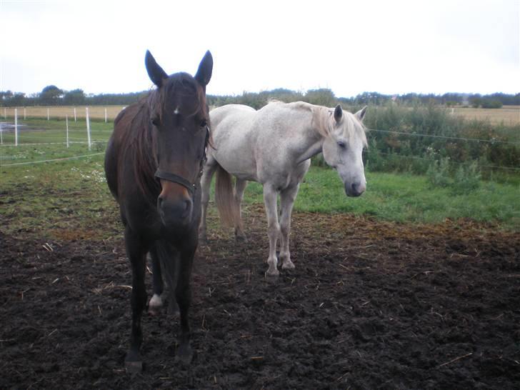Traver Jet Queen ( laika/ pigen)[Vil Altid være savnet] billede 12