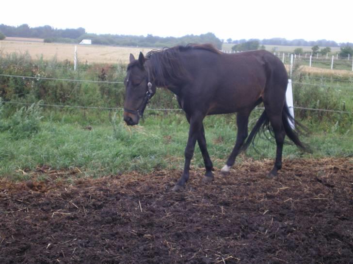 Traver Jet Queen ( laika/ pigen)[Vil Altid være savnet] billede 13