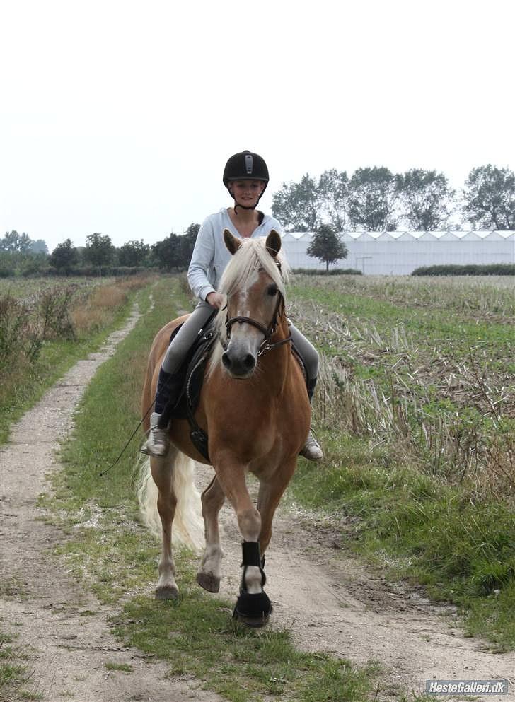 Haflinger Kløv's Paxi - på tur. :´) billede 17