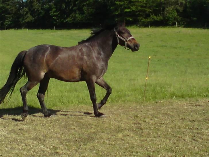 Anden særlig race Inholdts Shitan - Hjemme hos Karoline :) billede 1