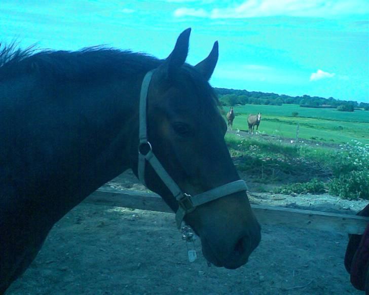 Anden særlig race Inholdts Shitan billede 2