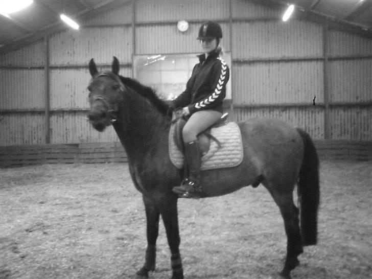 Anden særlig race Inholdts Shitan - Var fra da han lige var blevet til redet billede 3