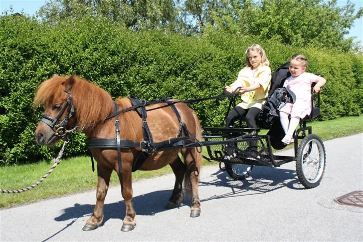 Shetlænder ++Hansen.*SOLGT* - Her er Tessa & Mig med Hansen for vogn. billede 1