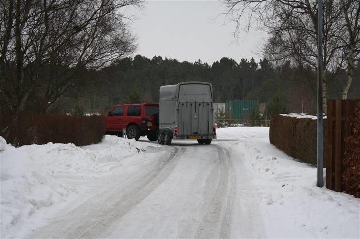 Shetlænder ++Hansen.*SOLGT* - Så kører Hansen.   Snøft. billede 4