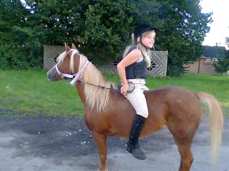 Welsh Mountain (sec A) Min søde pony Daisypigen - Omvendt... <3 billede 19