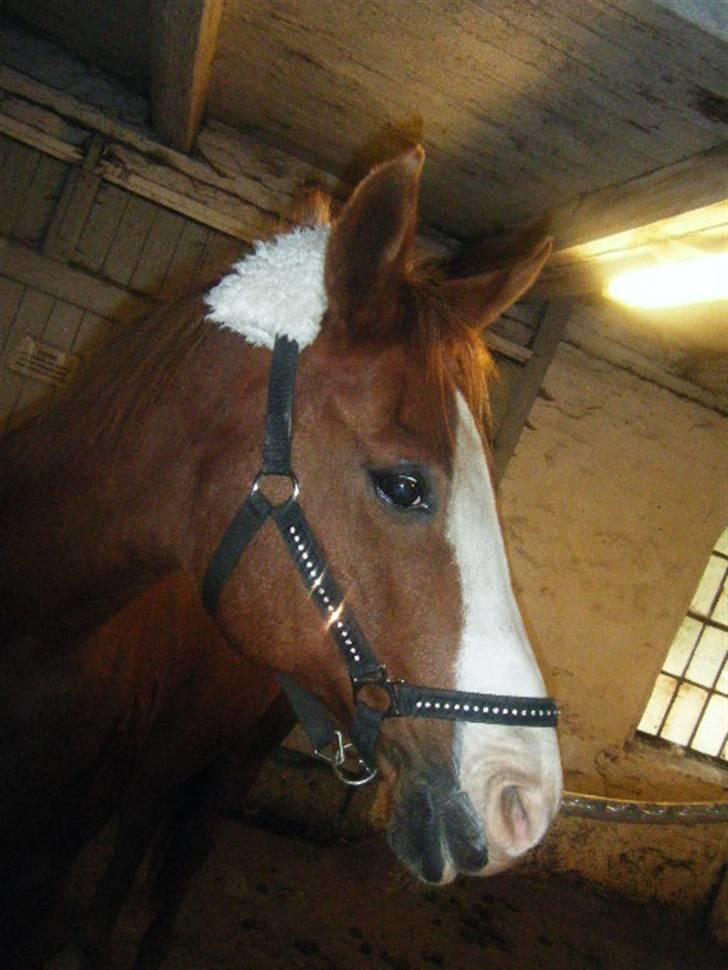 Arabisk fuldblod (OX) lavina - Solgt  billede 12