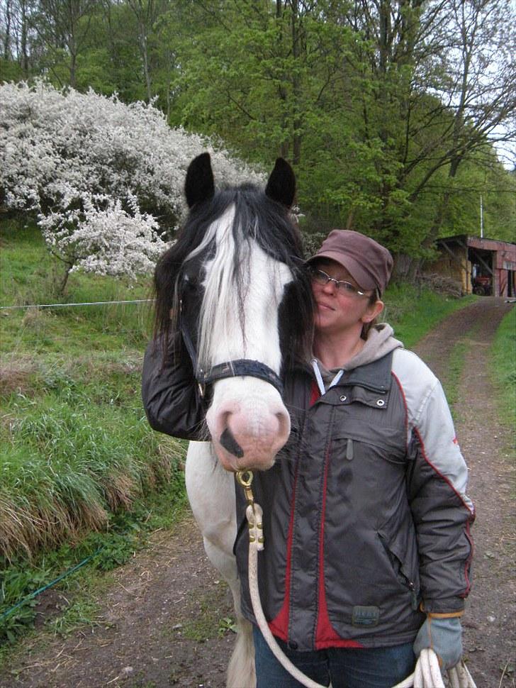 Irish Cob Whitey billede 1