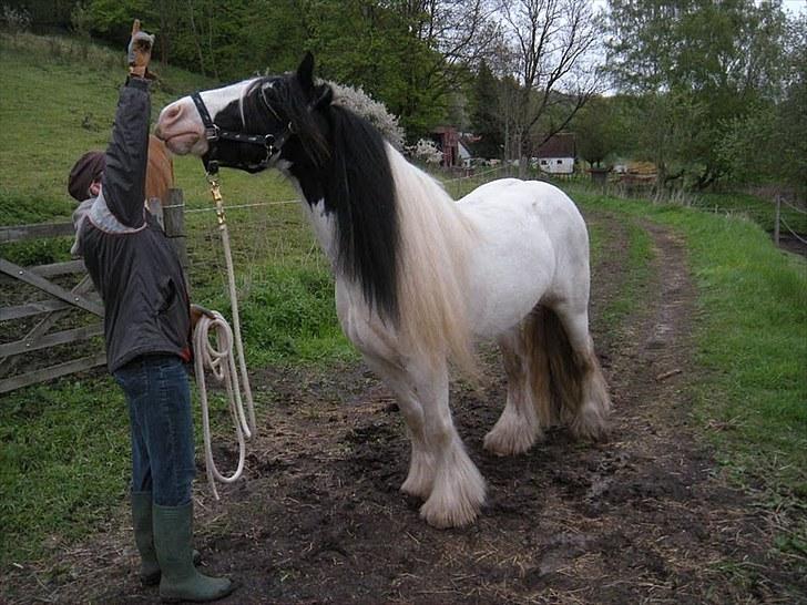 Irish Cob Whitey - Hey Whitey kig op...dyggtig billede 2