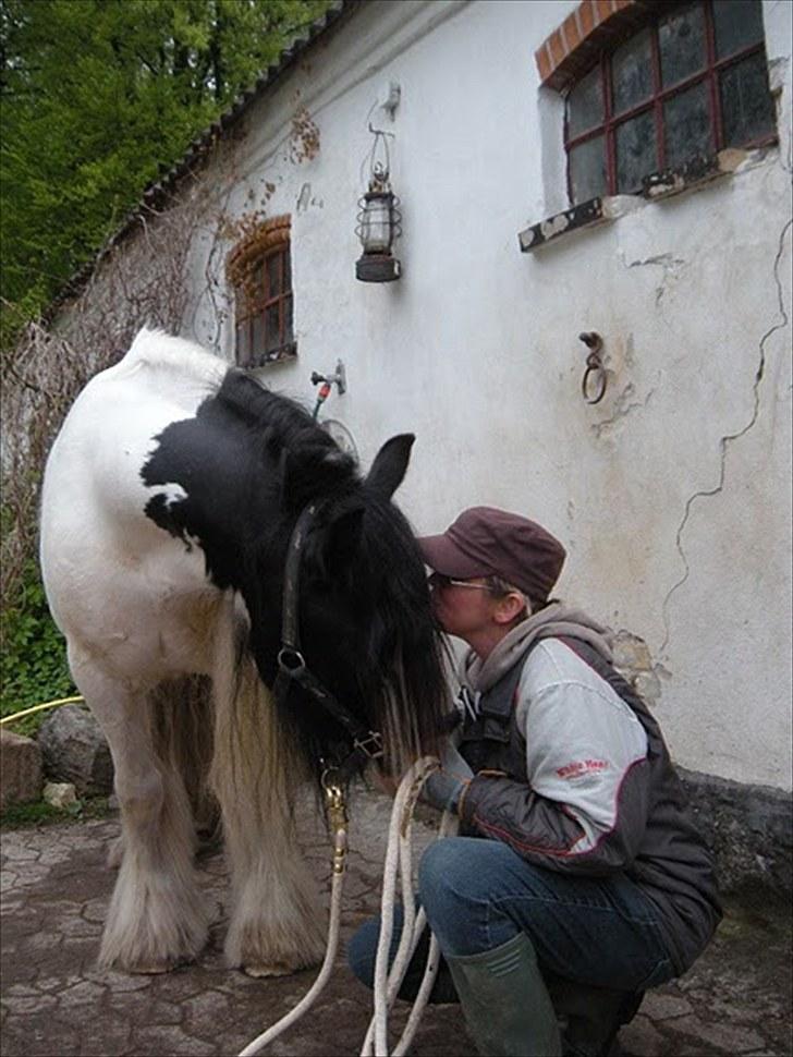 Irish Cob Whitey billede 4