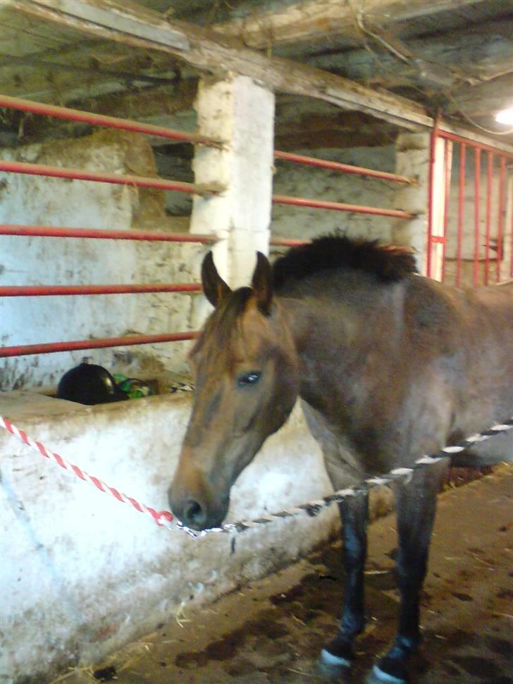 Anden særlig race Inholdts Shitan billede 4