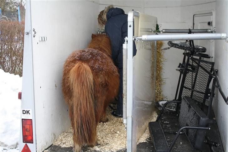 Shetlænder ++Hansen.*SOLGT* - Så er Hansen på vej til Fyn med sine nye ejere.  Masser af plads i traileren. billede 7