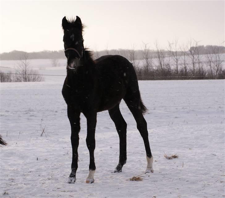 Dansk Varmblod Ågård's Cristo billede 3