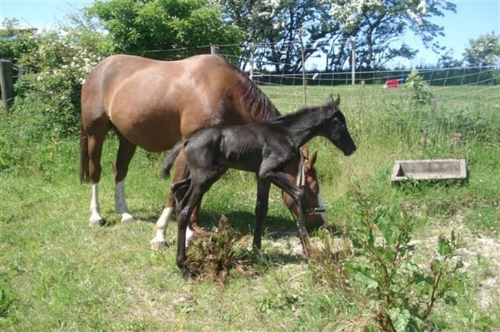 Dansk Varmblod Ågård's Cristo billede 4