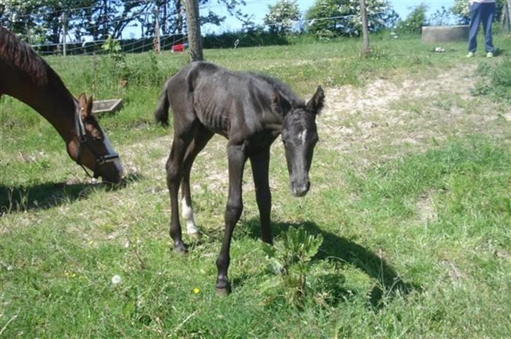 Dansk Varmblod Ågård's Cristo billede 5