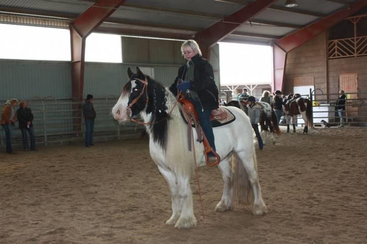 Irish Cob Whitey - Smukke Whitey billede 6