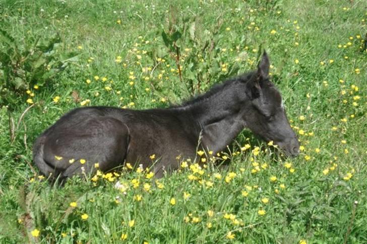 Dansk Varmblod Ågård's Cristo billede 6