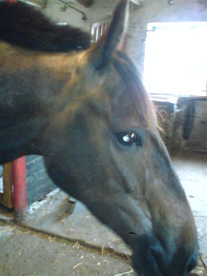 Anden særlig race Inholdts Shitan billede 6