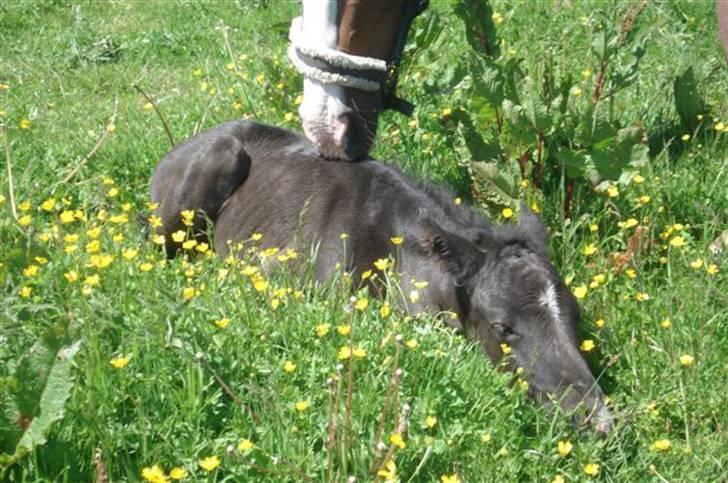 Dansk Varmblod Ågård's Cristo billede 7