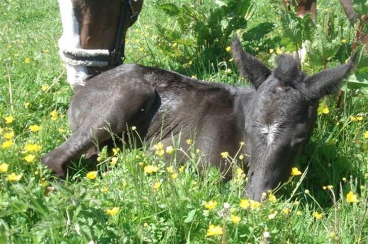 Dansk Varmblod Ågård's Cristo billede 8