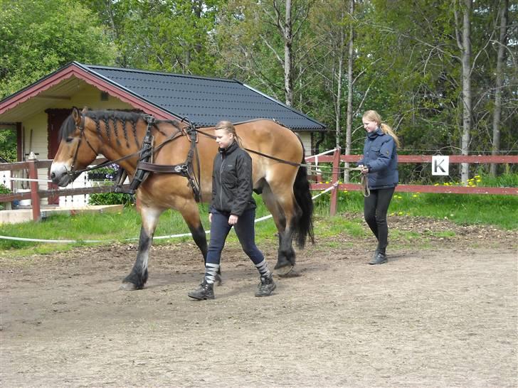 Nordsvensk Skovhest Bork *RIP* billede 11