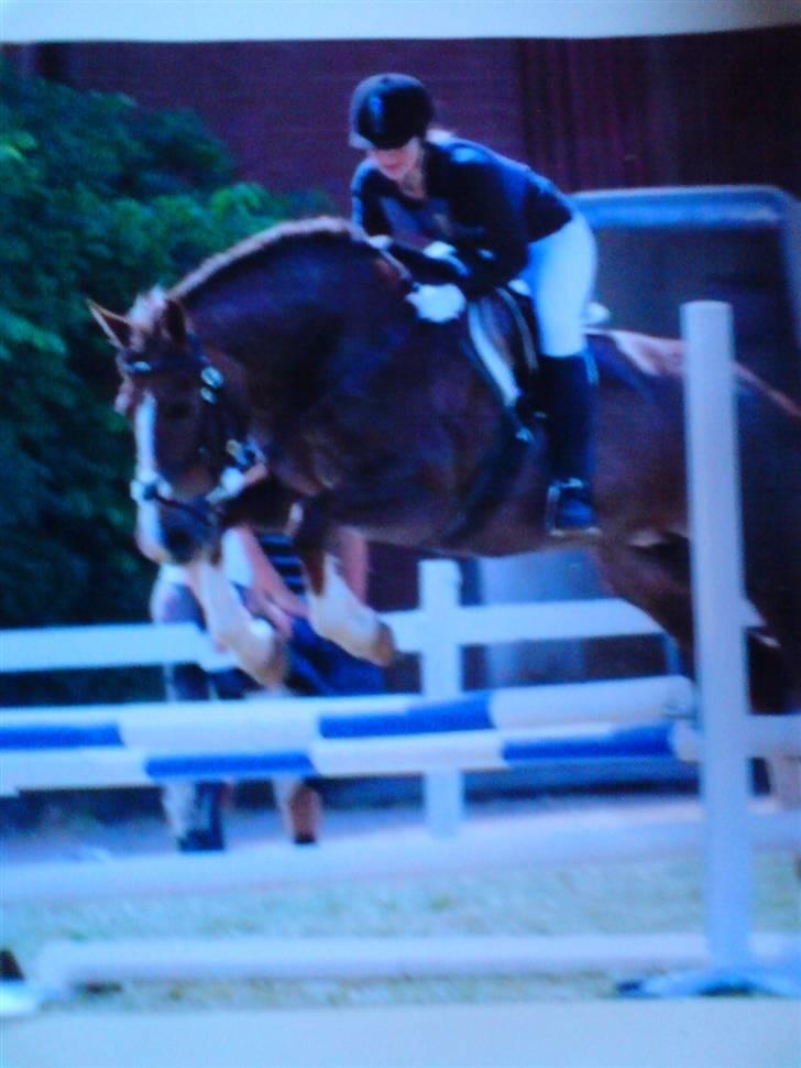 Anden særlig race Sasha - Til spring stævne på Møllen LC billede 1