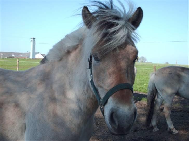 Fjordhest Kvornings Tanja* *SOLGT** - et billed ude fra marianne, det er lige nden jeg fik/vi købte hende<3 foto:pia billede 2