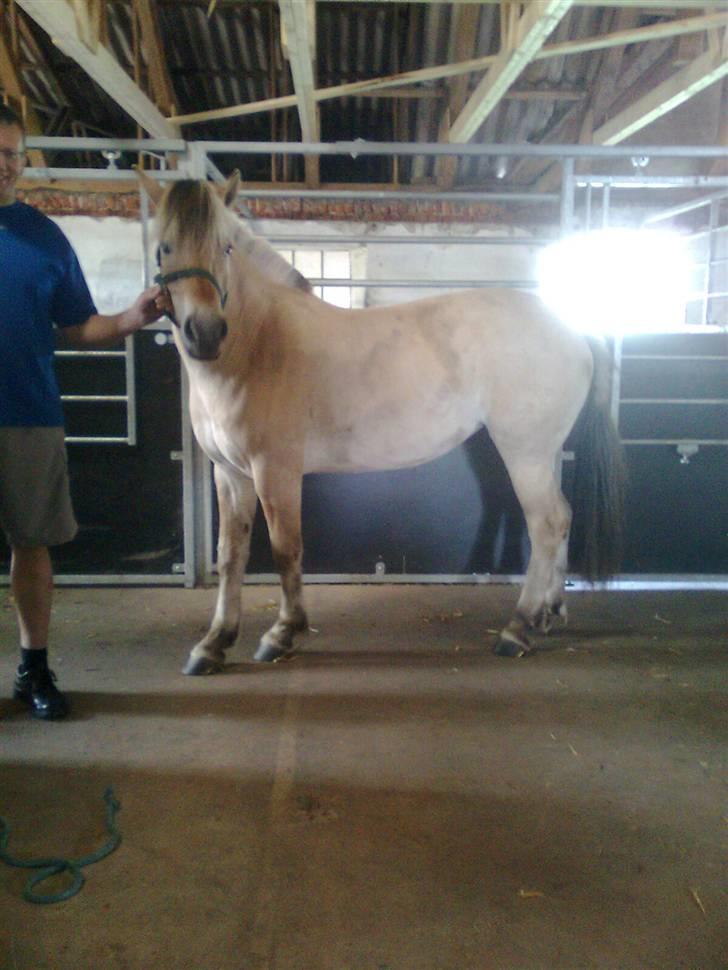 Fjordhest Kvornings Tanja* *SOLGT** - da vi var ude at se hende for første gang<3 foto: mig selv billede 3