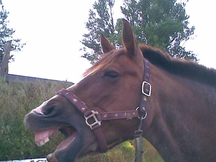 Anden særlig race Sasha - Man er lidt træt :) billede 2