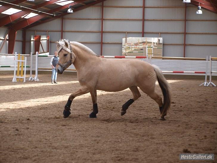 Fjordhest Kvornings Tanja* *SOLGT** - tanja løs i ridehallen til løsspringning løbende i en dejlig trav<3 foto: louise  billede 4