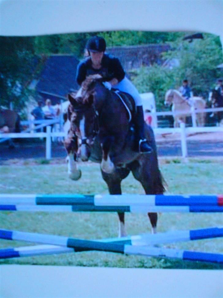 Anden særlig race Sasha - stævne spring på Møllen LC billede 3