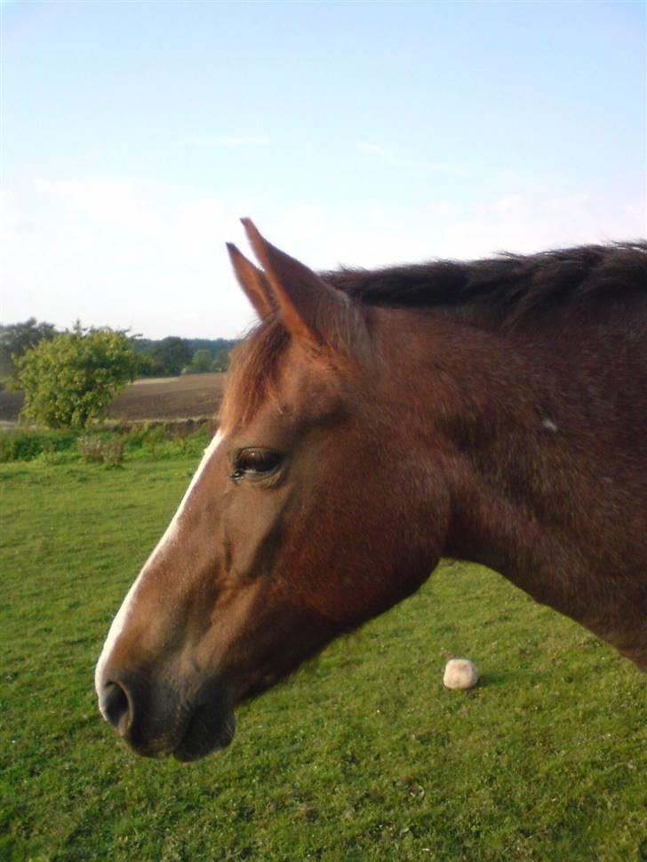 Anden særlig race Sasha billede 4