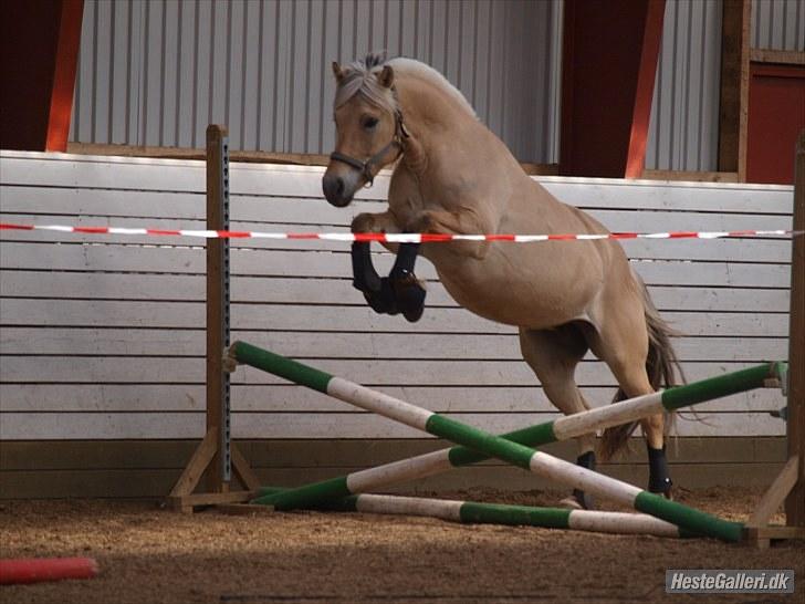 Fjordhest Kvornings Tanja* *SOLGT** - min lille springpony til løsspringning<3 foto: louise billede 5