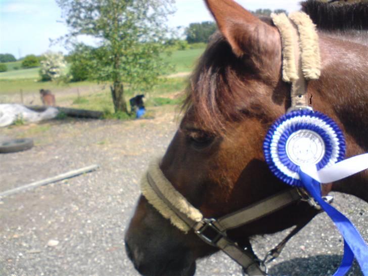 Anden særlig race Sasha - Vores fine 2. plads ;) billede 5