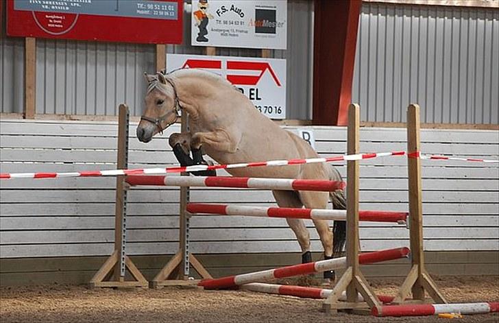 Fjordhest Kvornings Tanja* *SOLGT** - igen til løsspringning<3 foto: sanne billede 6
