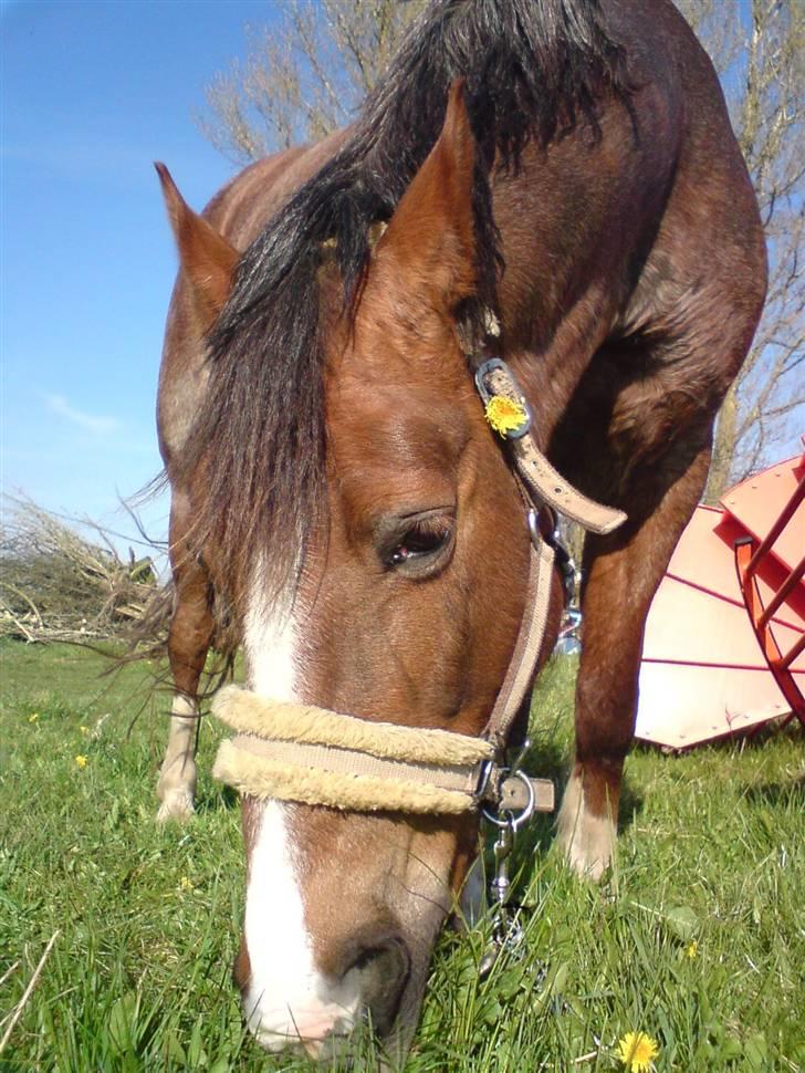 Anden særlig race Sasha - Hygge i sommers :) billede 6